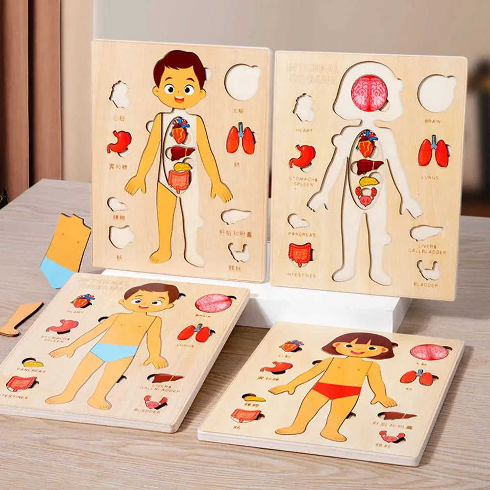 Juguetes Montessori de madera para niños: rompecabezas de órganos del cuerpo humano, juguete educativo para preescolar y jardín de infancia, actividades de aprendizaje y tablero de actividades (busy board).