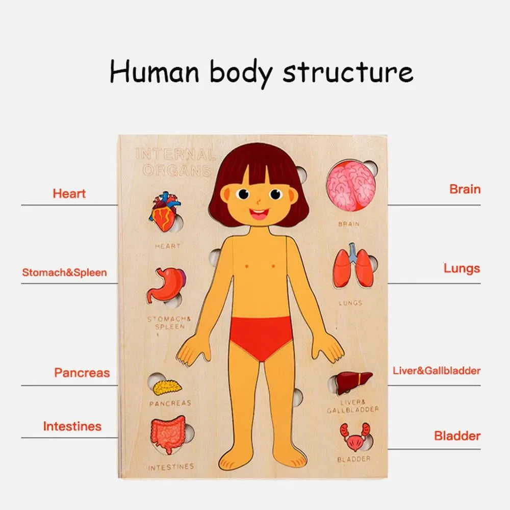 Juguetes Montessori de madera para niños: rompecabezas de órganos del cuerpo humano, juguete educativo para preescolar y jardín de infancia, actividades de aprendizaje y tablero de actividades (busy board).